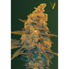 Семена конопли Auto Blow Dream (Auto Blue Dream) Автофеминизированные Victory seeds